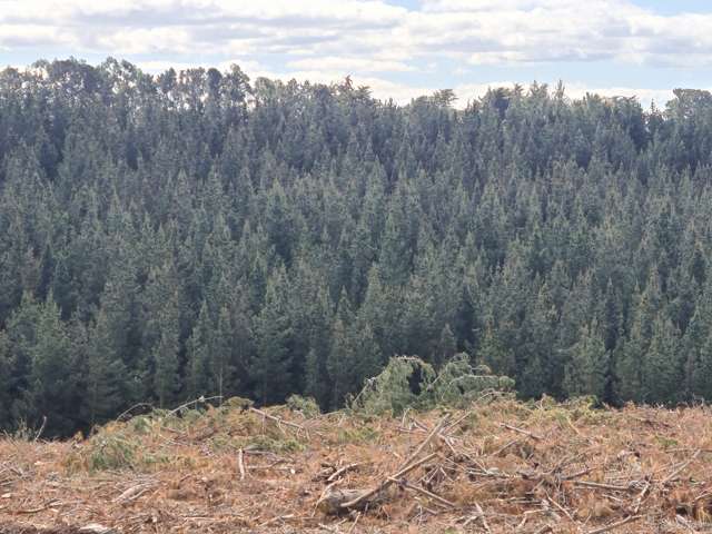 Forestry opportunity