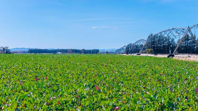 3962 State Highway 2 Takapau_2