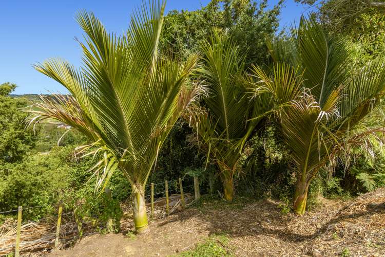 51 Garvan Glen Pyes Pa_15