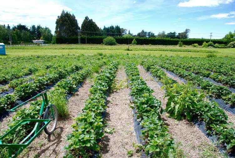 134 Timaru Road Waimate_16