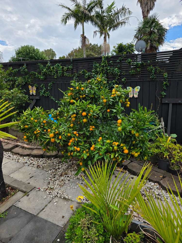 51 Wallace Road Papatoetoe_25