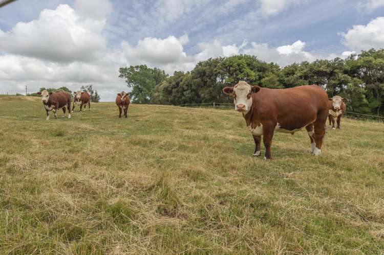 1358 Makirikiri Road Marton_38