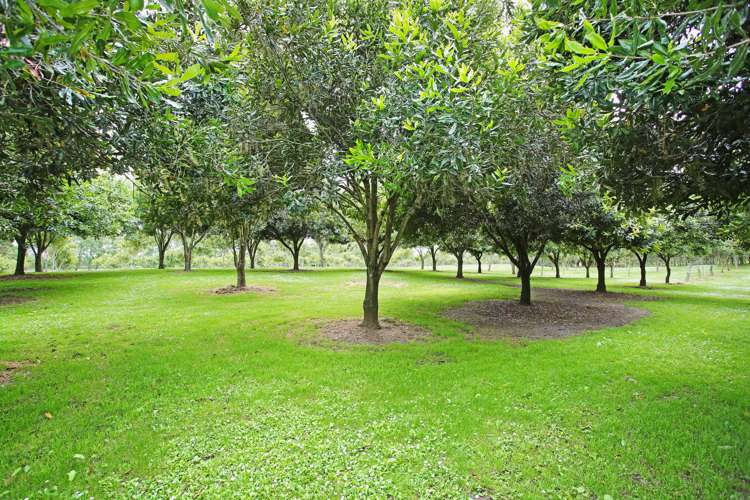 26 Ernest George Drive Karaka_3