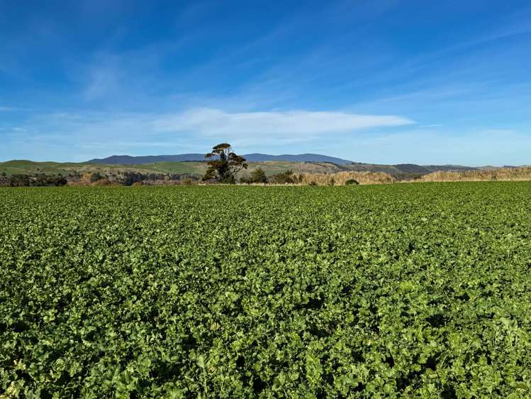 2803 Ohai Clifden Highway Orawia_18