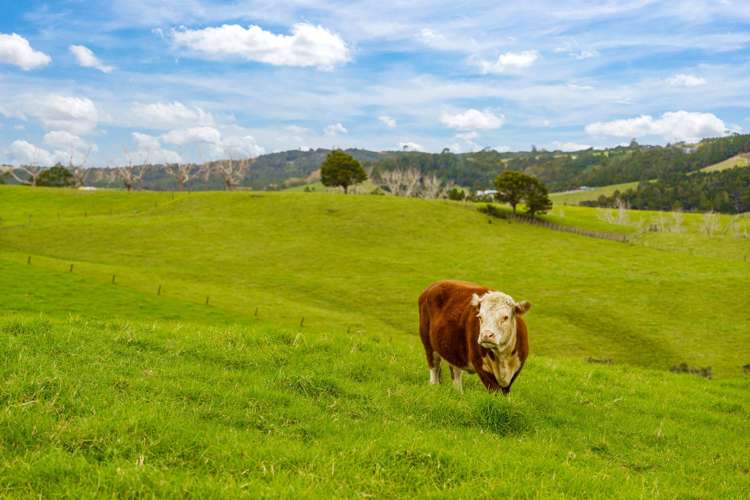 140 Te Arai Point Road_1