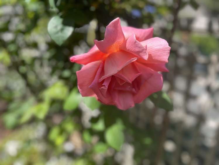 28D Zealandia Road Manly_21