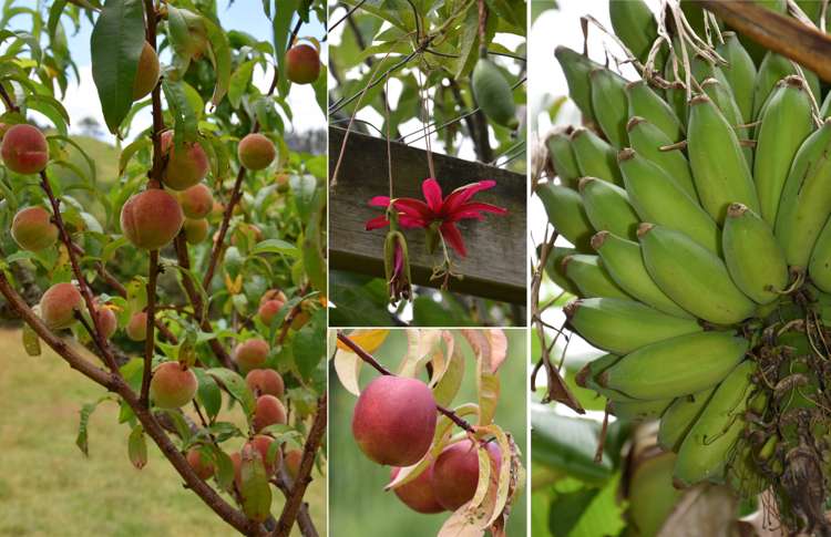 318 Franklin Road Paparoa_16