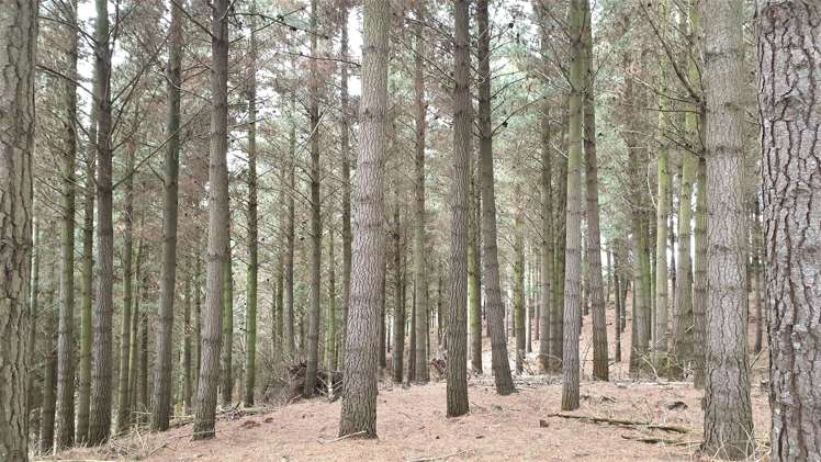 Tuapeka West Road Lawrence_9