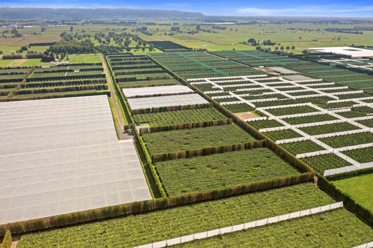 73 Orchard Road Edgecumbe_11