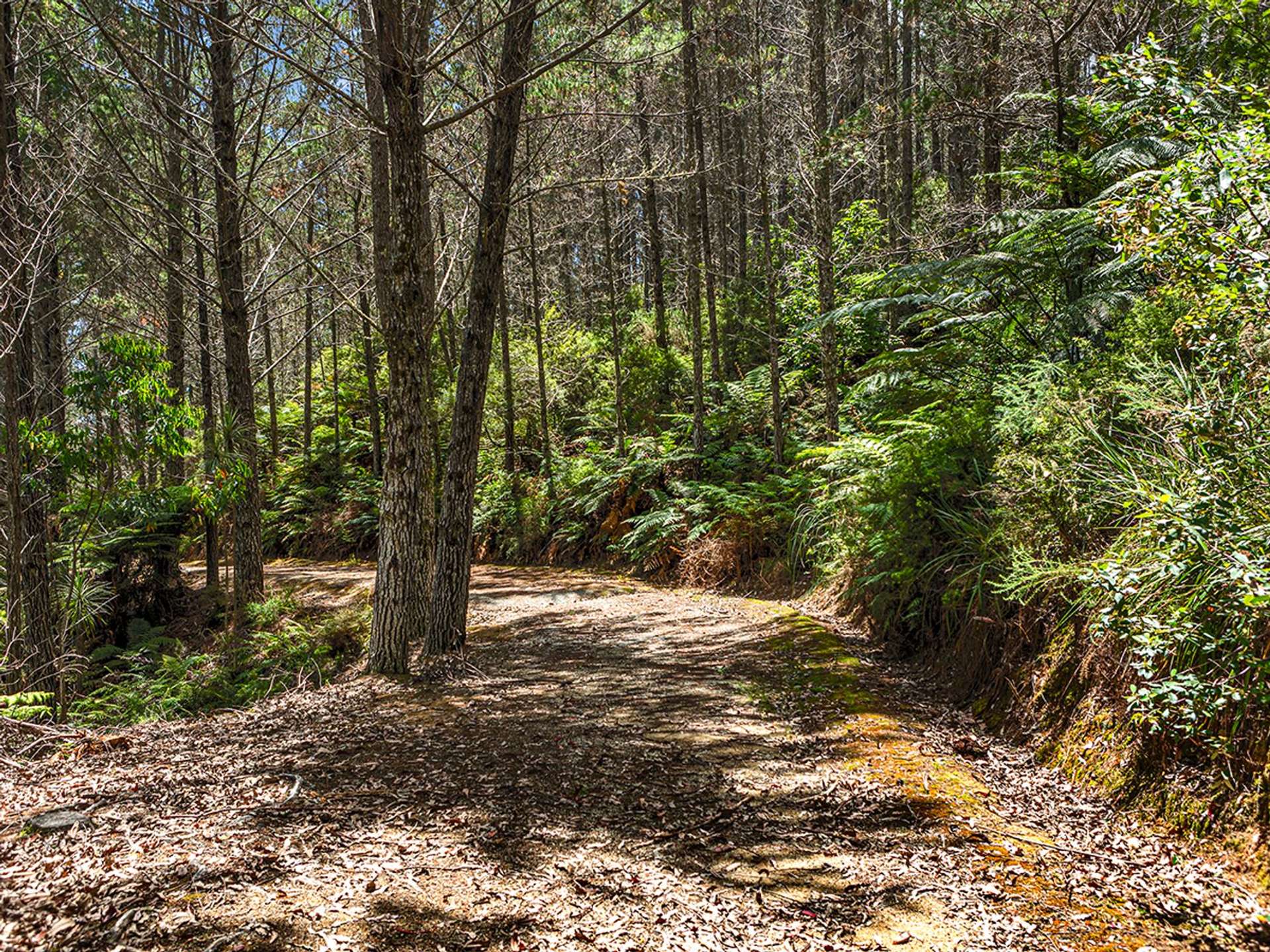 264 Taylor Road Taipa_0