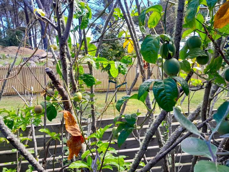 756 Matarangi Drive Matarangi_17