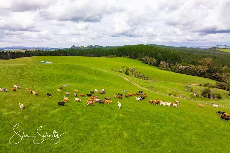 1509 Tinopai Road Tinopai_22