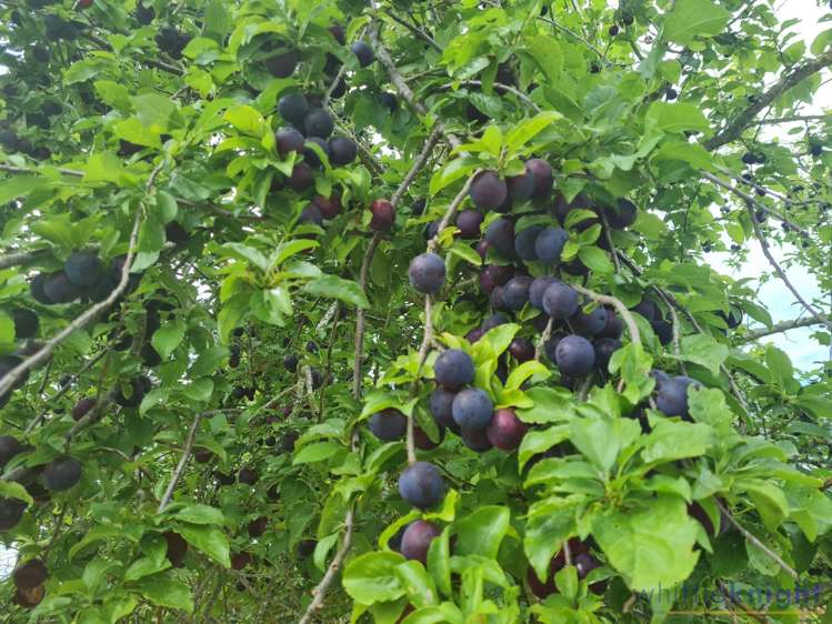 721 Mclaughlins Road Darfield_13