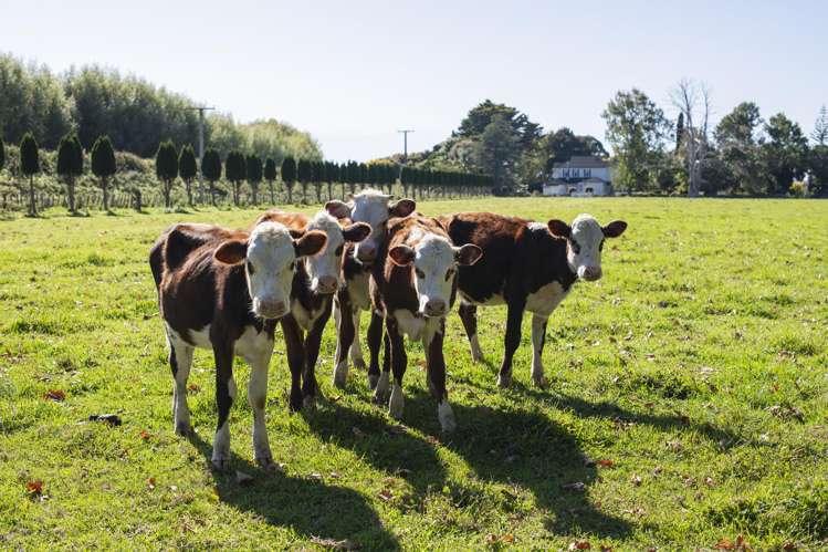 767 Wharerata Road Manutuke_58