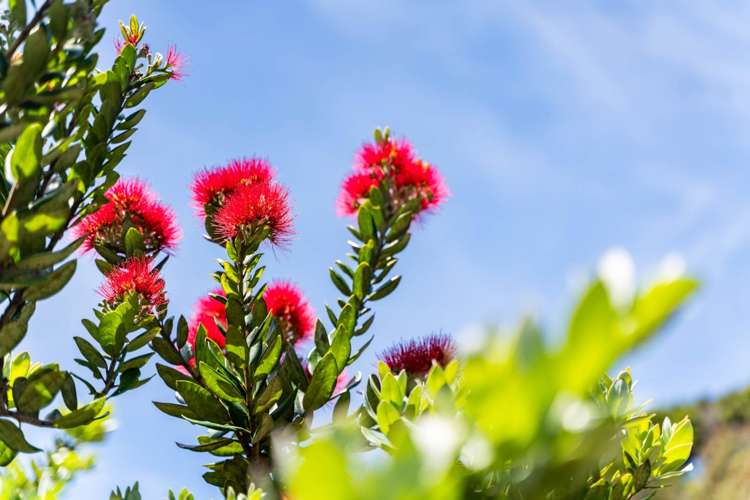 31 Surf Road Mangawhai_12