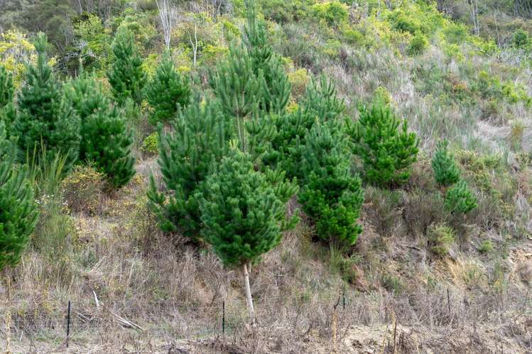 266 Wairoa Gorge Road Brightwater_30