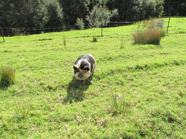 227 Mangahui Road Whareora_3