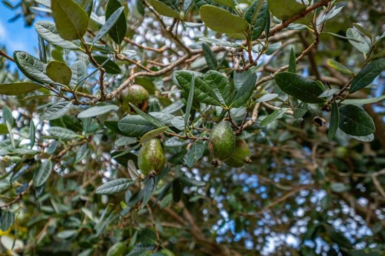 24A Okahu Road Kaitaia_35