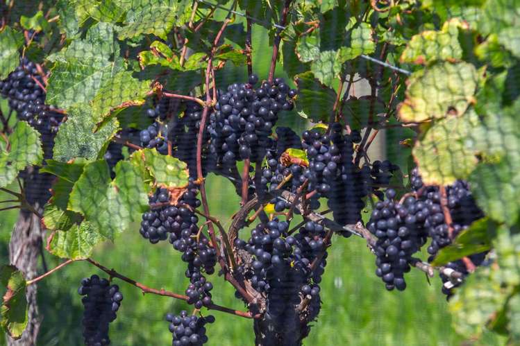 190 Regent Street Martinborough_19