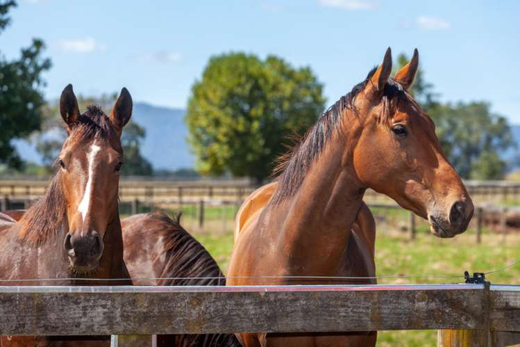 4602A State Highway 29 Matamata_16