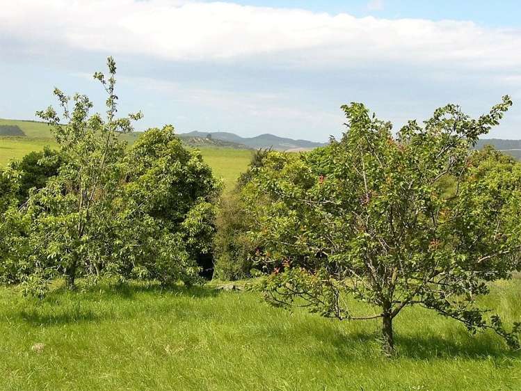 1000 Weston-Ngapara Road Enfield and Surrounds_25