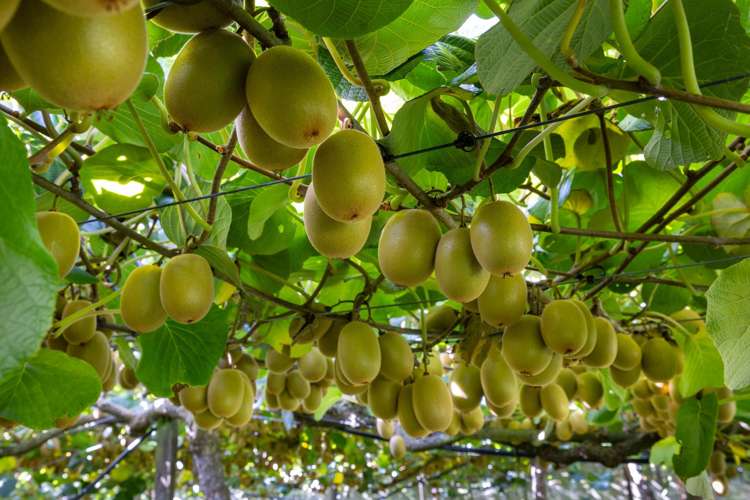 1151 Oreipunga Road Maungatautari_14