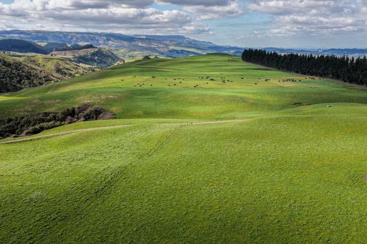 3986 Puketitiri Road Patoka_3