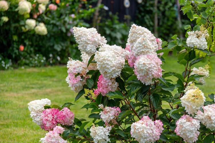 20 Whatman Avenue Masterton_27