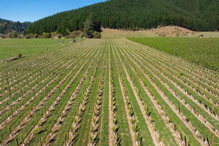 95 Speeds Road Koromiko_15