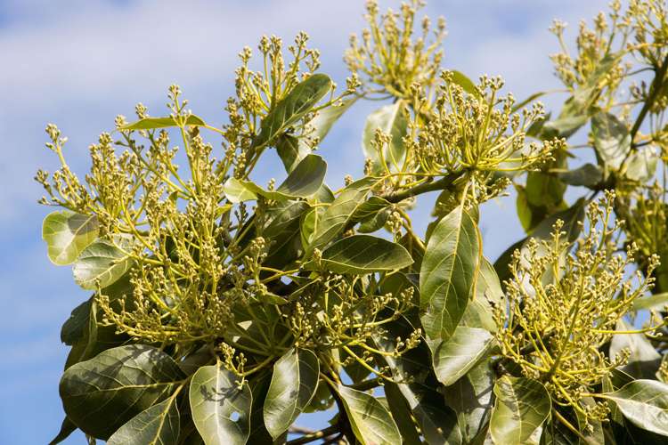 151 Wright Road Aongatete_27