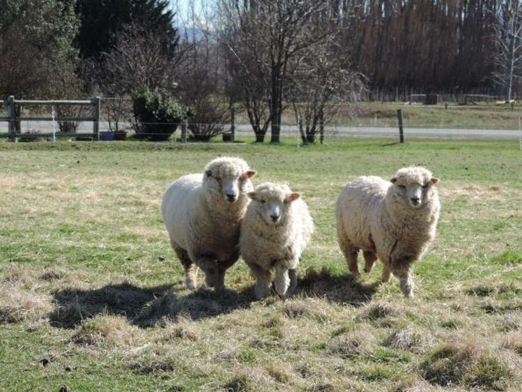 346 Galloway Road Alexandra_11