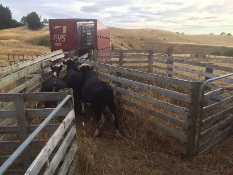 29 Flag Range Road Sherenden_16