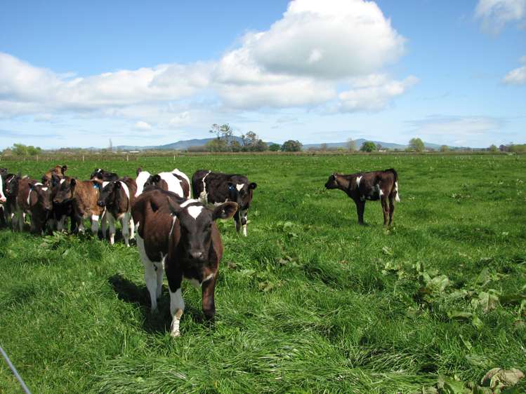 221 Tower Road Matamata_10