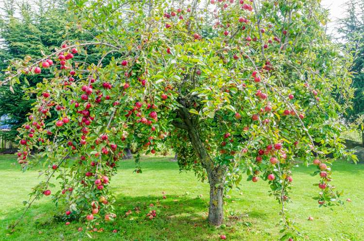 16 Whitefield Street Kaiapoi_7