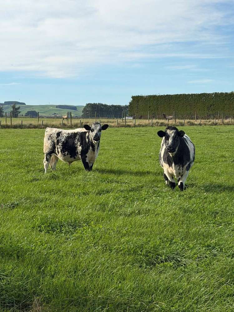 Thomsons Crossing Road Thomsons Crossing_5