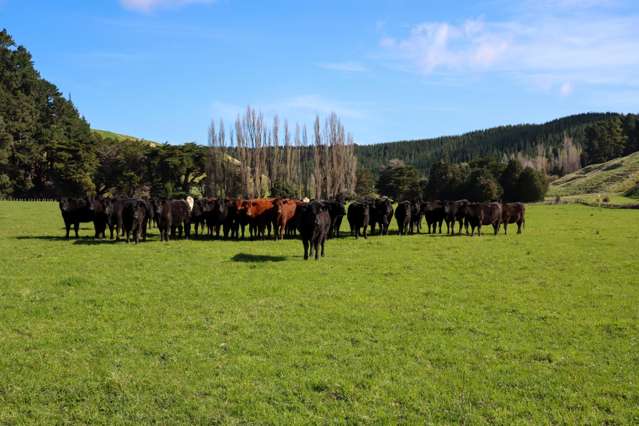 98 Millstream Road Dannevirke_2