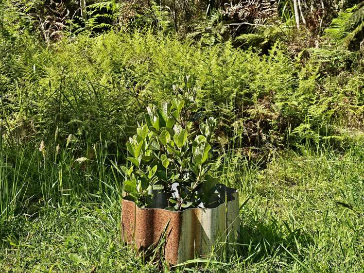 215 Clifton Road Kaiata_32