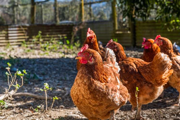 561 Opouri Road Rai Valley_28