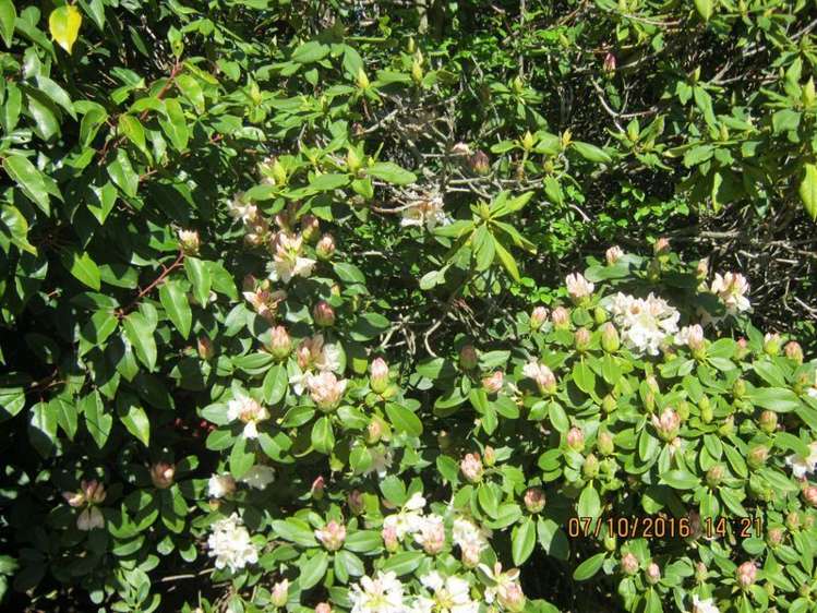 127 Main North Road Geraldine_12