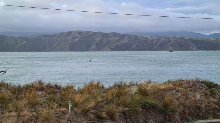 191 Marine Parade Seatoun_8