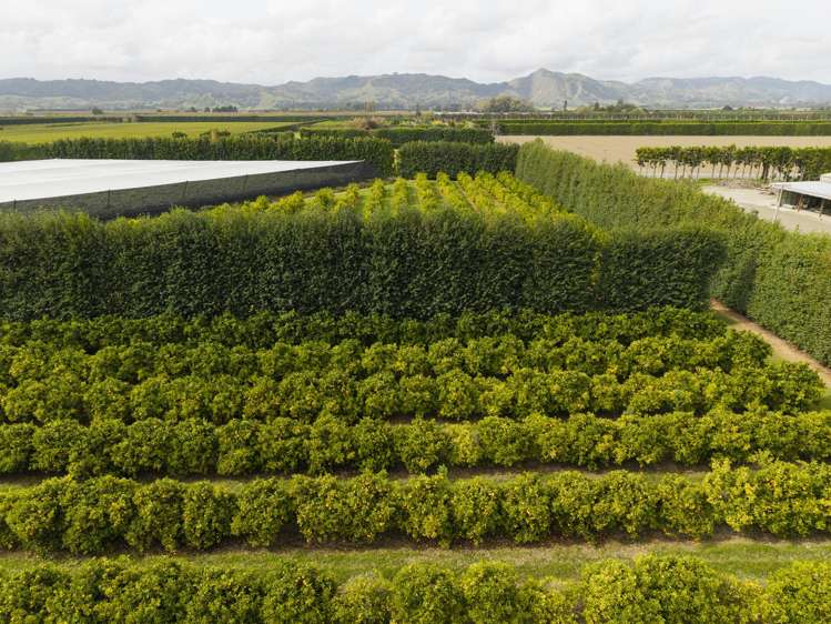 18 Jackson Road Waerengaahika_26