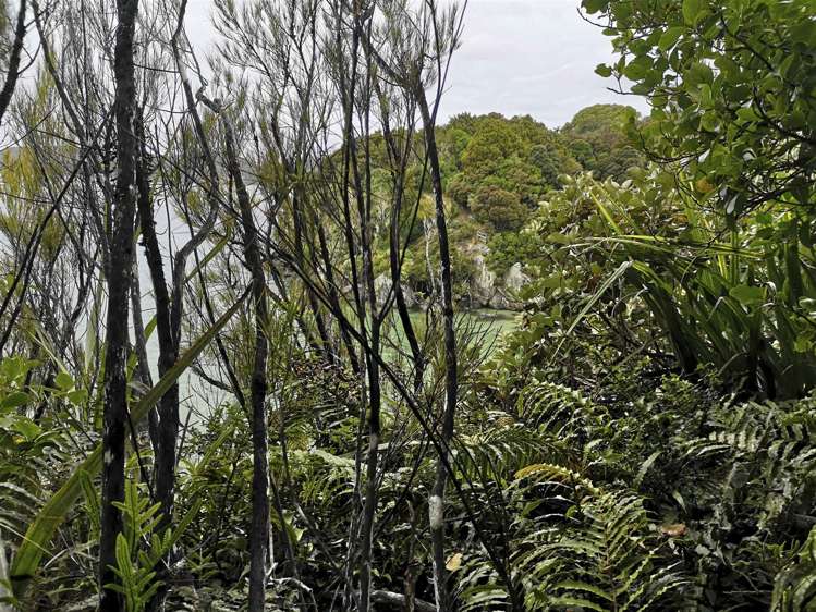 7d Kamahi Road Halfmoon Bay_5