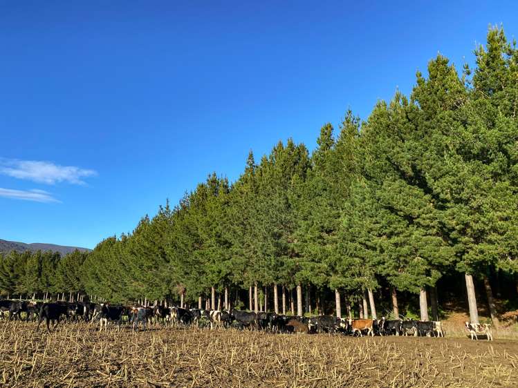 40 Whyte Road Tuatapere_10