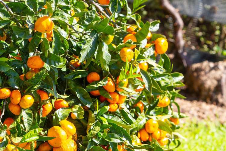 78c Bennett Road Te Mata_29