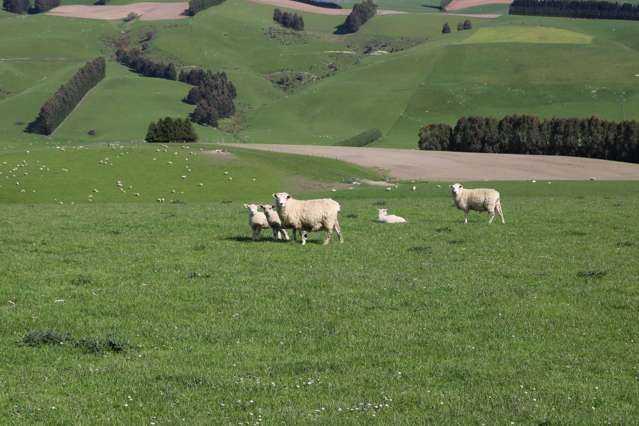 283 Wilden School Road West Otago Surrounds_3