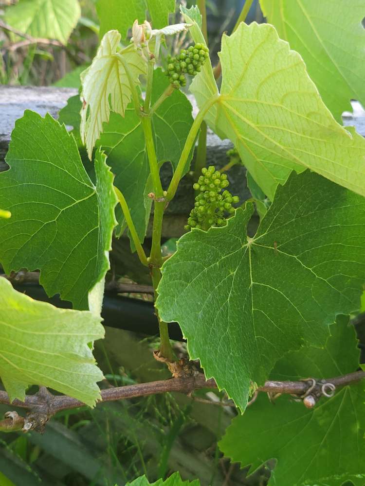 17 Hakanoa Street Huntly_42