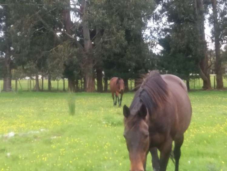 62 Bredins Line Marton_5