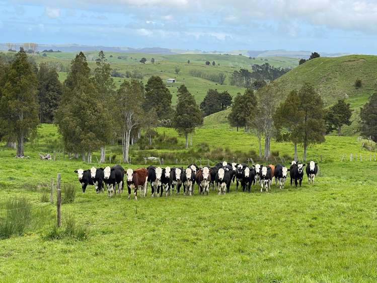 2288 Waihue Road Dargaville Surrounds_5
