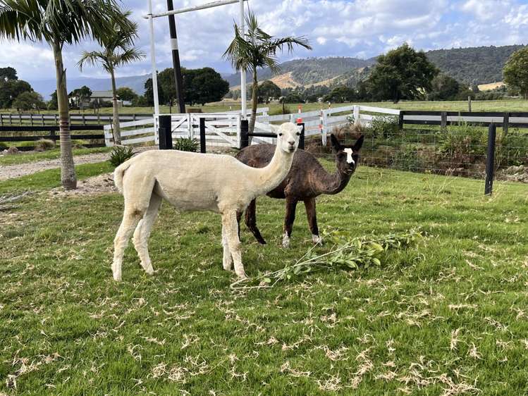 78 Bridge Street Karamea_14