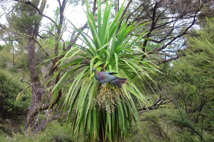 45 James Street Sandspit_25